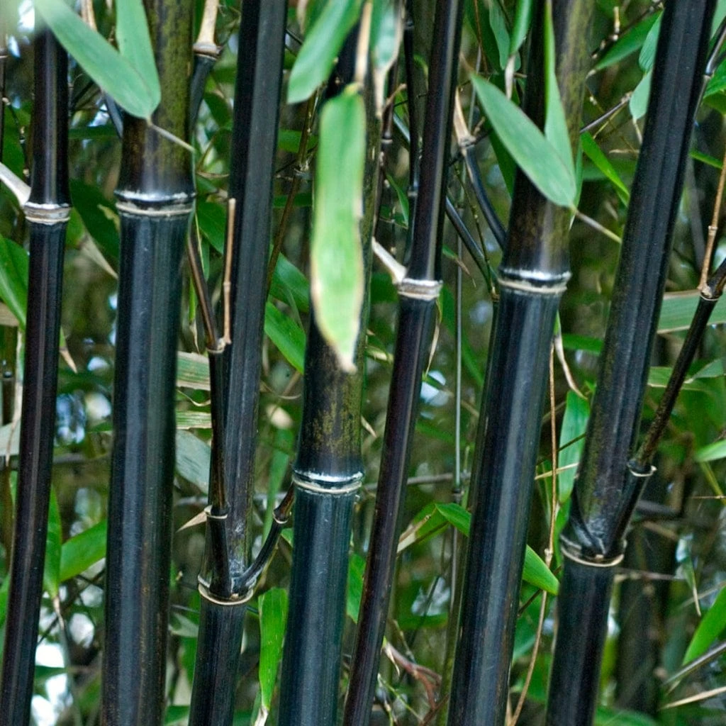 Black Bamboo | Phyllostachys Nigra 1 Black Bamboo | Phyllostachys Nigra