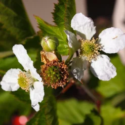 Boysenberry Bush | Rubus -Plant Promotion Shop boysenberry 4