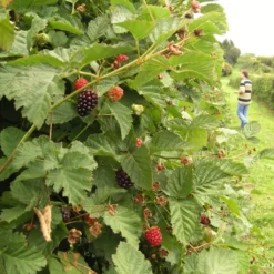 Boysenberry Bush | Rubus -Plant Promotion Shop boysenberry 5