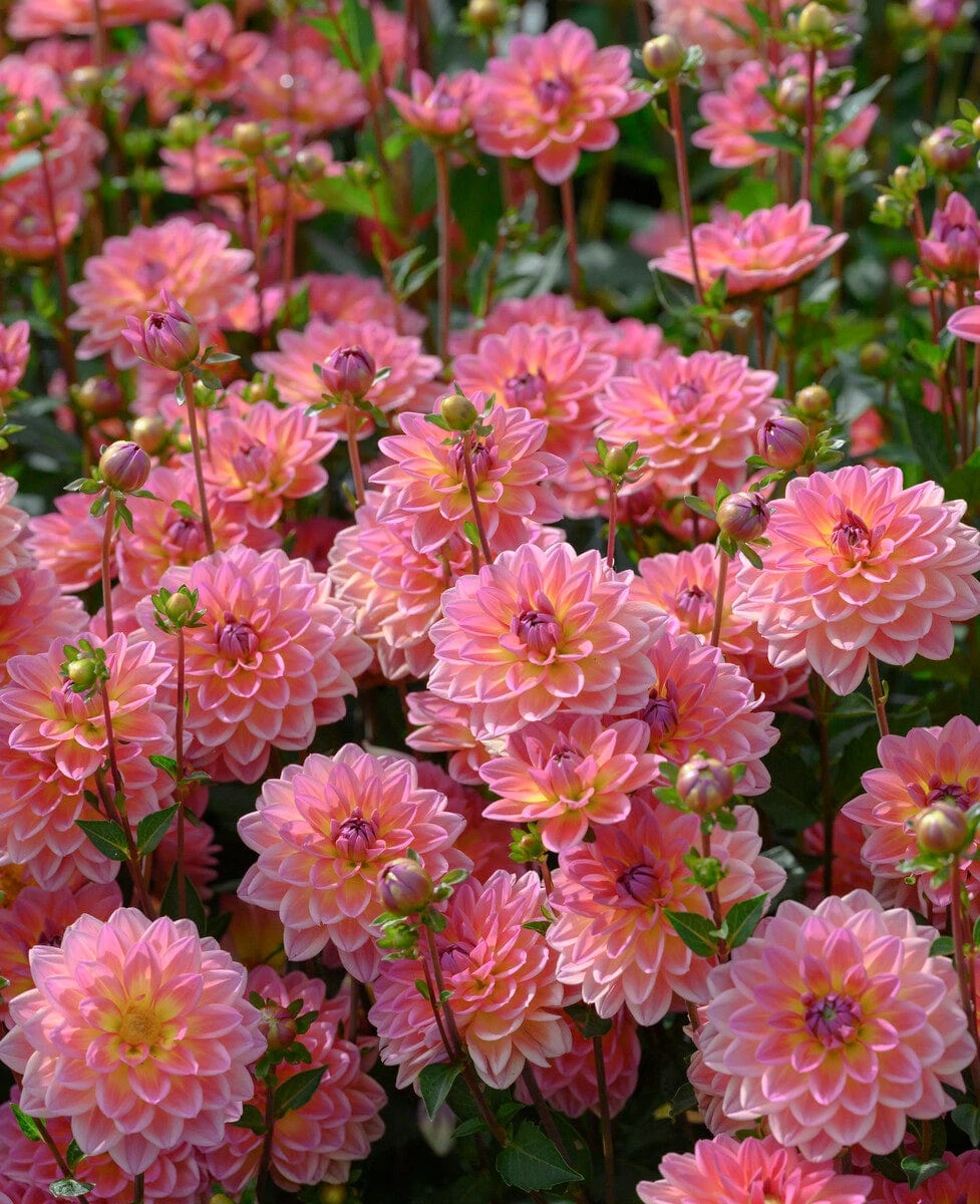 Dahlia 'Pacific View' 3 Dahlia 'Pacific View' - Image 3