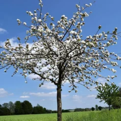 Morello Cherry Tree -Plant Promotion Shop cherry add d0c0795a 9c74 41e9 b055 8f5cbe14ed77