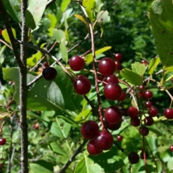 The 3 Best Fruit Trees For Small Gardens | Apple, Cherry & Fig -Plant Promotion Shop cherrytree21 10 9106be21 ba8a 4a4f 93c0 754bae68b0c1