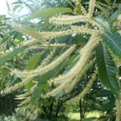 Chestnut Tree | Castanea Sativa -Plant Promotion Shop chestnut3