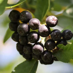 Unusual Berry Collection 10 Unusual Berry Collection -Plant Promotion Shop chokeberries