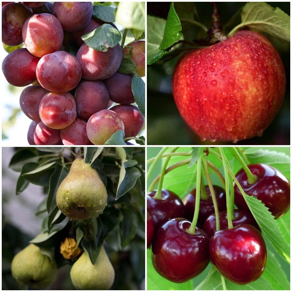 Complete Orchard Collection | Apple, Cherry, Pear, Plum Trees 1 Complete Orchard Collection | Apple, Cherry, Pear, Plum Trees