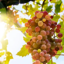 'Crimson Seedless' Grape Vine 7 'Crimson Seedless' Grape Vine -Plant Promotion Shop crimson seedless