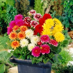 Premium Dahlia Plants Collection -Plant Promotion Shop dahliacol 2