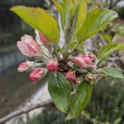 Egremont Russet Apple Tree Dwarfing Rootstock -Plant Promotion Shop egremontrussetblossom scaled