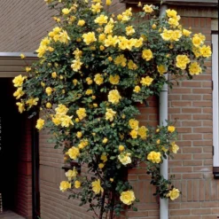 Repeat Flowering Climbing Rose Collection -Plant Promotion Shop elbo03964 gardeners glory 2f988433 e4b9 4626 9a46 4bf123470df9