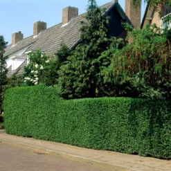 Fast Growing Evergreen Hedging Wildlife Mix | Growers' Choice