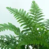 Makino's Holly Fern | Polystichum Makinoi