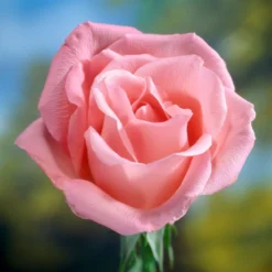 'Saphir' Shrub Rose 6 'Saphir' Shrub Rose -Plant Promotion Shop elbo58827 saphir