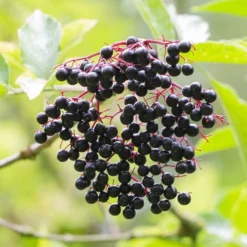Best Mixed Native Wildlife Hedging | Growers' Choice -Plant Promotion Shop elderberry SHR0256 e670855f 782d 4eb9 96dc 812685d53493