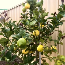 'Eureka' Patio Lemon Tree | 4 Seasons Lemon -Plant Promotion Shop eurekalemon