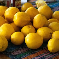 'Eureka' Patio Lemon Tree | 4 Seasons Lemon -Plant Promotion Shop eurekalemons