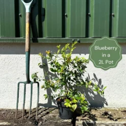 All Season Blueberry Plants Collection 7 All Season Blueberry Plants Collection -Plant Promotion Shop example blueberry 38af3195 ee9d 4a29 a7ae 0ee274be70e6