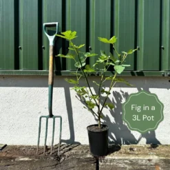 'Little Miss Figgy' Patio Fig Tree 9 'Little Miss Figgy' Patio Fig Tree -Plant Promotion Shop example fig b13f0727 1547 42f6 8450 13cd3e252bff