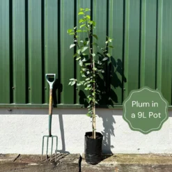 Farleigh Damson Tree -Plant Promotion Shop example plum 38a142e6 cb36 4b15 bdf6 5ffb5134fa5e