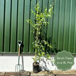 Weeping Silver Birch Tree | Betula Pendula Youngii -Plant Promotion Shop examplebirch 740e6af7 6a3b 4195 8447 88ef12309948