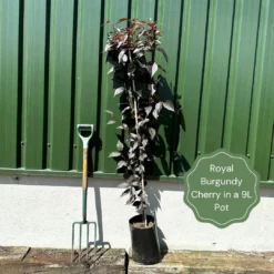 Purple Leaf Cherry Blossom Tree | Prunus Serrulata 'Royal Burgundy' 11 Purple Leaf Cherry Blossom Tree | Prunus Serrulata 'Royal Burgundy' -Plant Promotion Shop exampleroyalburgundy