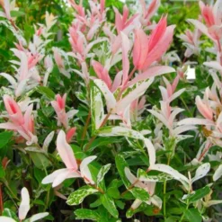 Flamingo Willow Tree | Salix Integra Hakuro Nishiki -Plant Promotion Shop flamingo willow pink