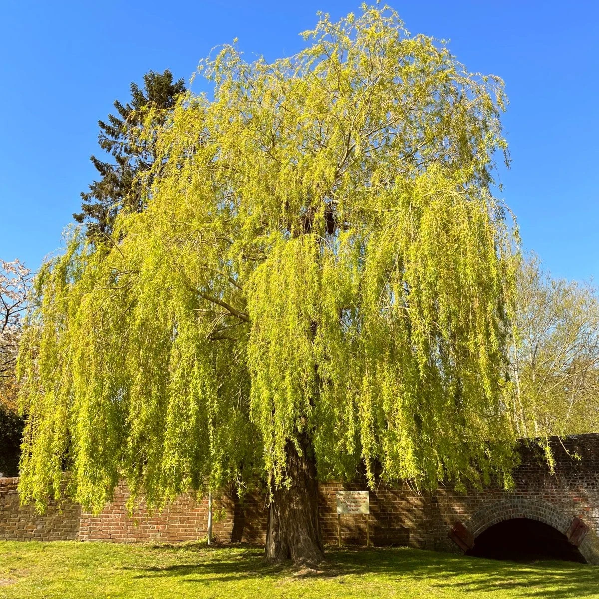 Golden Weeping Willow Tree | Salix Chrysocoma 1 Golden Weeping Willow Tree | Salix Chrysocoma