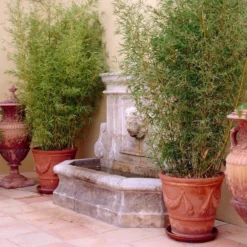 Golden Bamboo | Phyllostachys Aurea -Plant Promotion Shop goldenbamboo 5