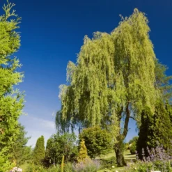 Golden Weeping Willow Tree | Salix Chrysocoma 16 Golden Weeping Willow Tree | Salix Chrysocoma -Plant Promotion Shop goldenweeping1