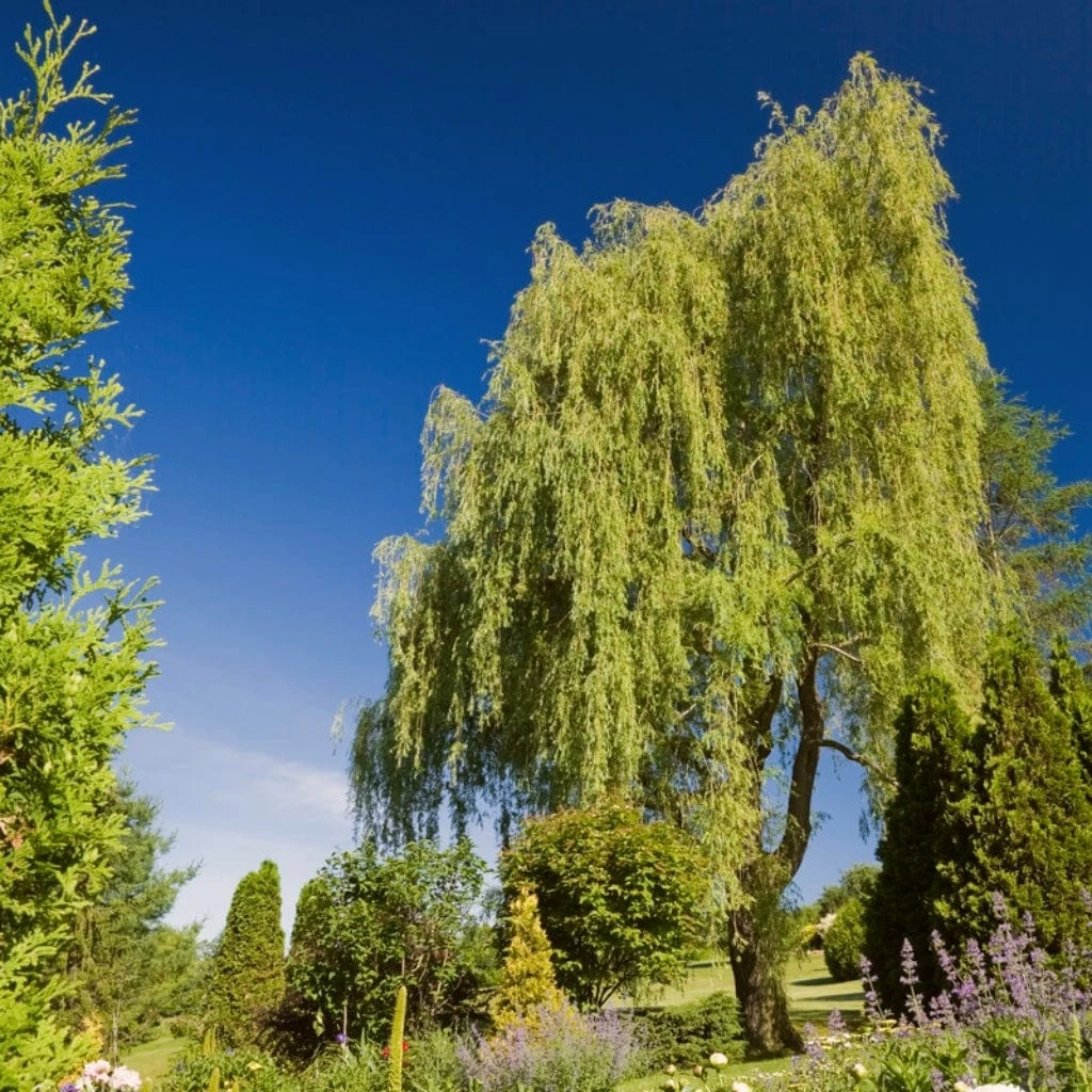 Golden Weeping Willow Tree | Salix Chrysocoma 8 Golden Weeping Willow Tree | Salix Chrysocoma - Image 8