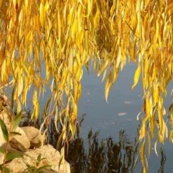 Golden Weeping Willow Tree | Salix Chrysocoma 14 Golden Weeping Willow Tree | Salix Chrysocoma -Plant Promotion Shop goldenweepingautumn
