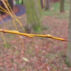 Golden Weeping Willow Tree | Salix Chrysocoma 15 Golden Weeping Willow Tree | Salix Chrysocoma -Plant Promotion Shop goldenweepingbranch