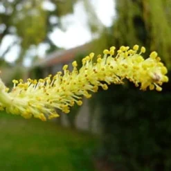 Golden Weeping Willow Tree | Salix Chrysocoma 12 Golden Weeping Willow Tree | Salix Chrysocoma -Plant Promotion Shop goldenweepingcatkin