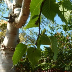 Himalayan Birch Tree | Betula Utilis Jacquemontii 12 Himalayan Birch Tree | Betula Utilis Jacquemontii -Plant Promotion Shop himalayancatkin
