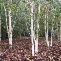 Himalayan Birch Tree | Betula Utilis Jacquemontii 11 Himalayan Birch Tree | Betula Utilis Jacquemontii -Plant Promotion Shop himalayangroup