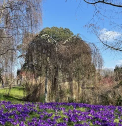Weeping Silver Birch Tree | Betula Pendula Youngii -Plant Promotion Shop image scaled
