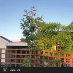 Japanese Cherry Blossom Tree | Prunus Serrulata 'Kanzan' 19 Japanese Cherry Blossom Tree | Prunus Serrulata 'Kanzan' -Plant Promotion Shop japanese cherry blossom