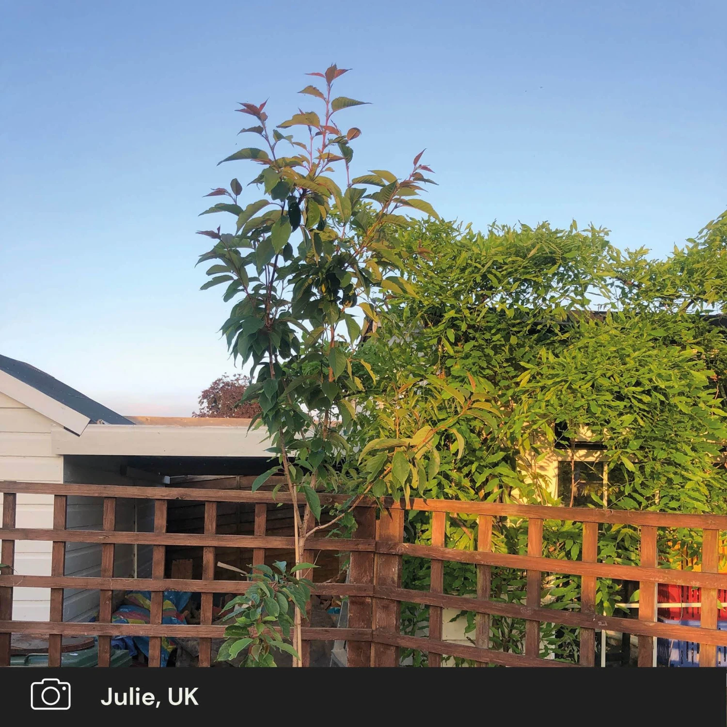 Japanese Cherry Blossom Tree | Prunus Serrulata 'Kanzan' 10 Japanese Cherry Blossom Tree | Prunus Serrulata 'Kanzan' - Image 10