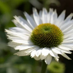 Echinacea 'SunSeekers White Perfection'