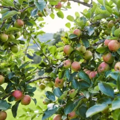 'Kidd's Orange Pippin' Apple Tree -Plant Promotion Shop kiddsorange 2