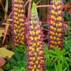 Lupin West Country Manhattan Lights -Plant Promotion Shop manhattan 3