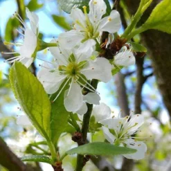 Mirabelle De Nancy Plum Tree -Plant Promotion Shop mirabelle de nancy flower