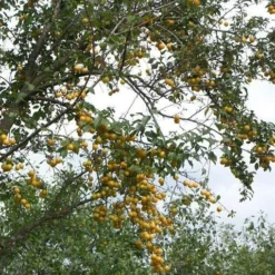 Mirabelle De Nancy Plum Tree -Plant Promotion Shop mirabelle de nancy trees