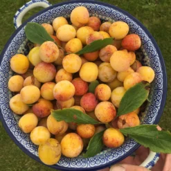 Mirabelle De Nancy Plum Tree -Plant Promotion Shop mirabelledenancy scaled