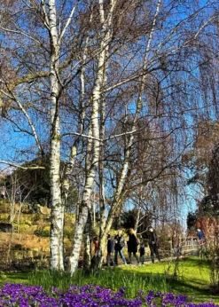 Silver Birch Tree | Betula Pendula 17 Silver Birch Tree | Betula Pendula -Plant Promotion Shop new silver birch2 scaled