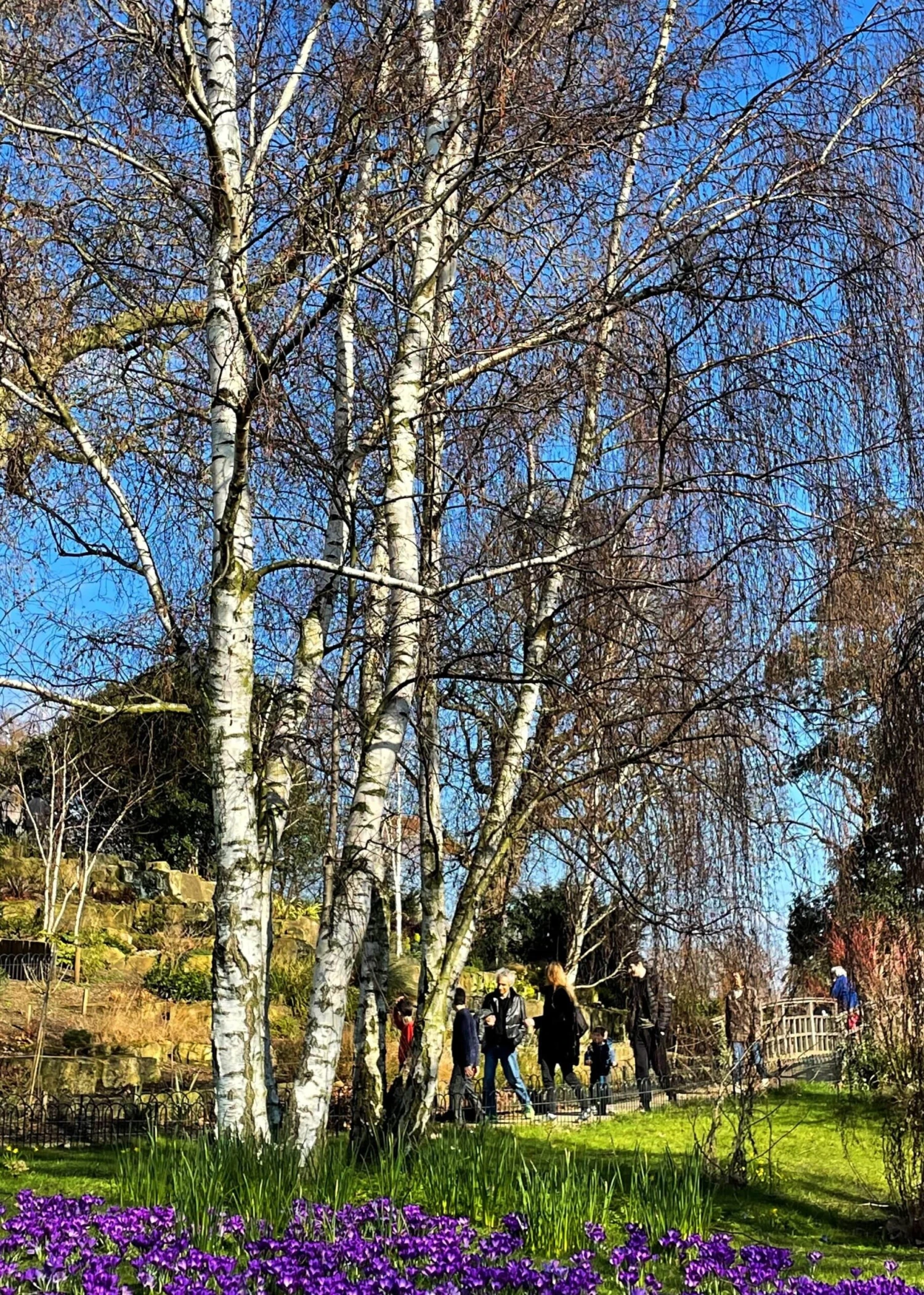 Silver Birch Tree | Betula Pendula 9 Silver Birch Tree | Betula Pendula - Image 9
