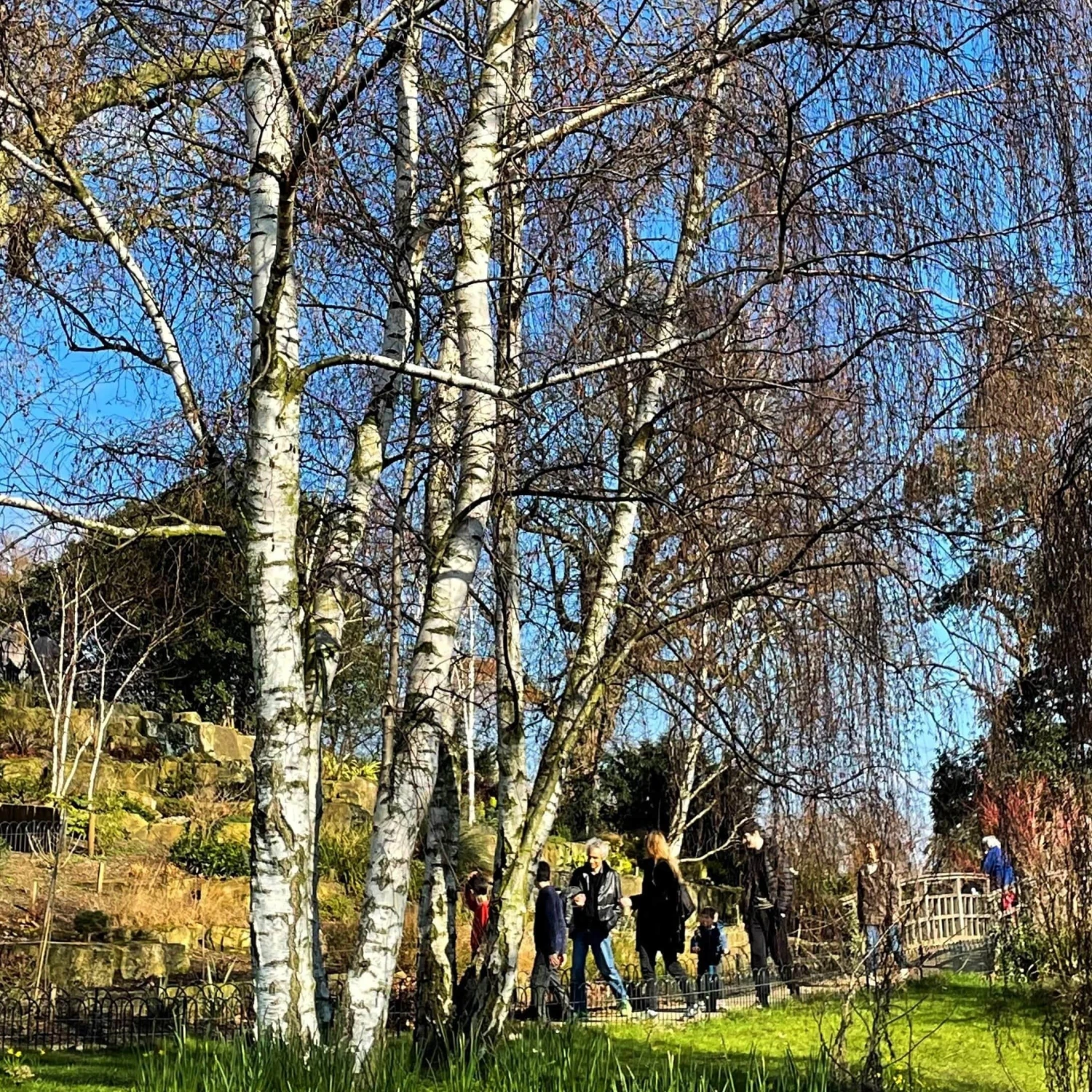 Silver Birch Tree | Betula Pendula 1 Silver Birch Tree | Betula Pendula