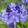 Agapanthus 'Pretty Heidy' | 7.5L