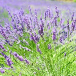English Lavender | Lavandula Angustifolia -Plant Promotion Shop oldenglish2