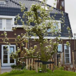 Conference Pear Tree 12 Conference Pear Tree -Plant Promotion Shop pear add1 5012c709 f2ae 4948 a0f1 3ab9e51cd759