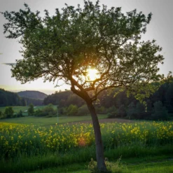 Williams Bon Chrétien Pear Tree 12 Williams Bon Chrétien Pear Tree -Plant Promotion Shop peartree scaled